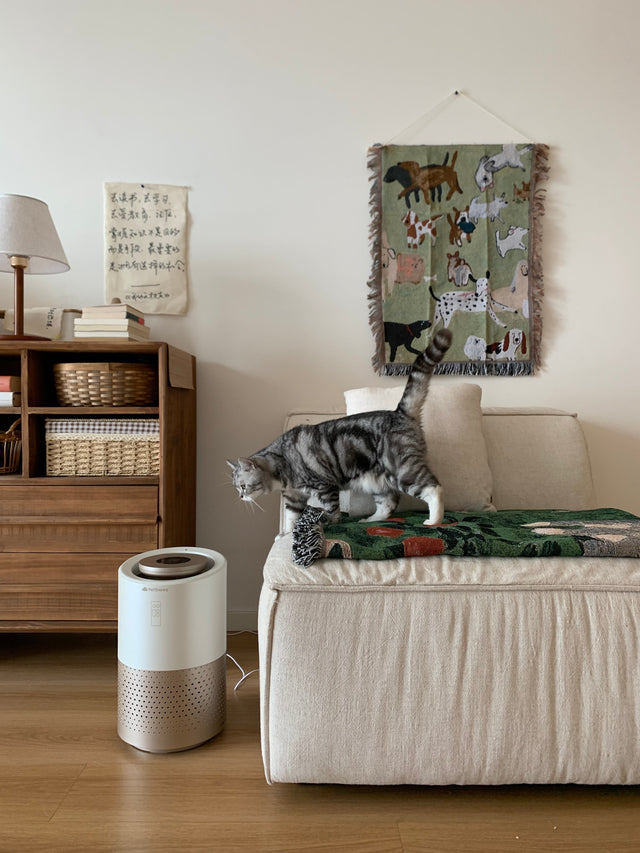Chat tabby avec purificateur d'air pour animaux