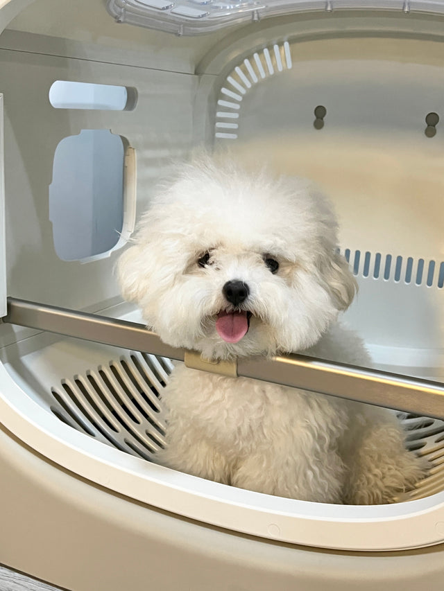 Quels sont les animaux de compagnie qui peuvent utiliser une boîte de séchage ?