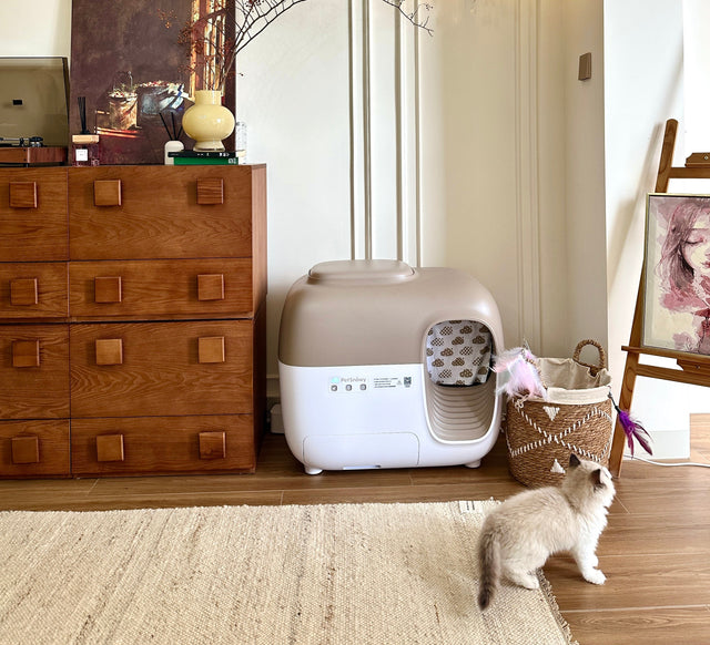 Planification des voyages des chats - Combien de temps peuvent-ils rester seuls ?