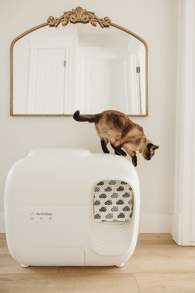 Damit Ihre Katze sich wohlfühlt: Wodurch fühlen sich Katzen sicher?