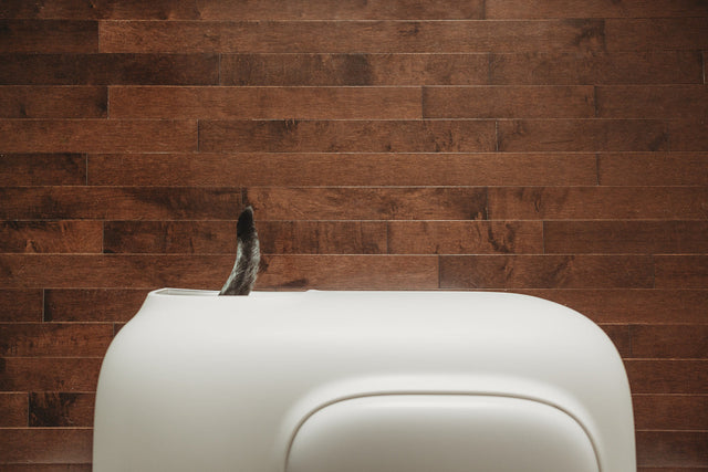 Cat tail sticking out of white PetSnowy litter box.